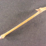 Twig and buds of an American sycamore