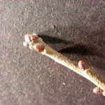 Twig and buds of a water oak