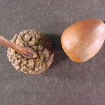 Acorn from a white oak