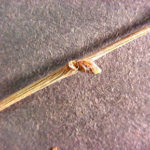 Twig and buds of an American chestnut