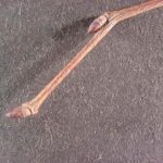 Twig and buds of a American hornbeam