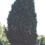 Another view of an Eastern red cedar form