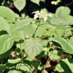 wild hydrangea leaves