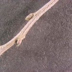 Twig and buds of an Allegheny chinkapin