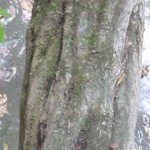Bark of an American hornbeam