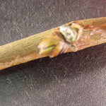Twig and bud of a red mulberry