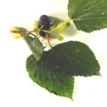 Flowers and fruit of a red mulberry