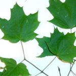 Sugar Maple leaves