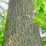 yellow popular bark