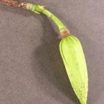 Fruit of a yellow popular