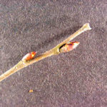 Twigs and buds of an American elm