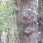 Bark of a silver maple