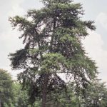 Another view of Virginia pine form