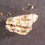 American elm sectioned bark