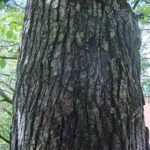 Bark of a callery pear