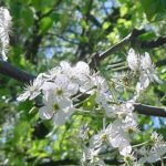Flowers and fruit of a callery pear