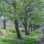 Form of a callery pear