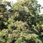 Form of a mimosa
