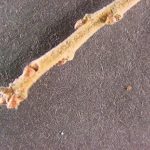 Twig and buds of a post oak