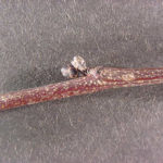 Twig and buds of an Eastern redbud