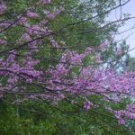 Form of an Eastern redbud