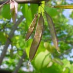 Distinguishing characteristics of an Eastern redbud
