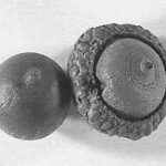 Acorns from a scarlet oak