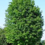 Sugar Maple form