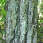 Bark of a sweetgum