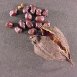 Fruit of a sweetshrub