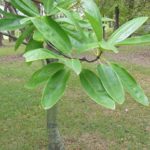 sweetbay magnolia
