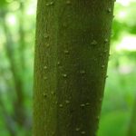 Bark of a sweetshrub