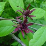 Flowers of a sweetshrub