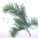 Virginia pine
