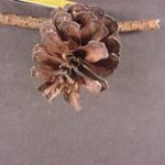 Cones of a Virginia pine tree