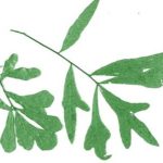 water oak