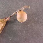 Flower from a willow oak