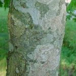 Bark of a yellow buckeye